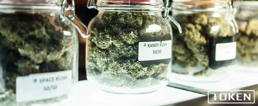 THC - Cannabis flowers in airtight mason jars 